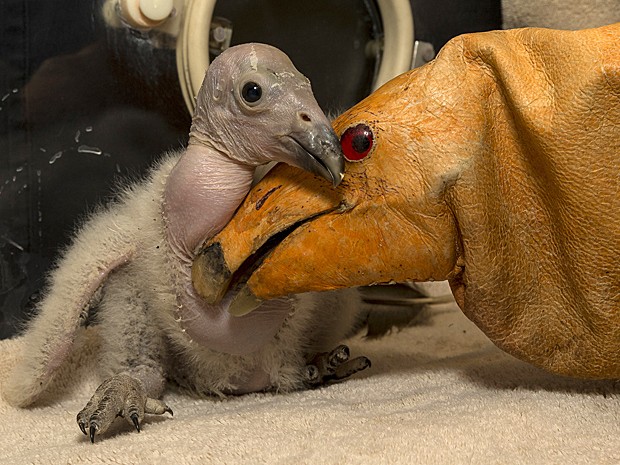 Filhote de condor Wesa é o 1º do ano a nascer em zoológico de San Diego (Foto: San Diego Zoo/Ken Bohn/AFP)
