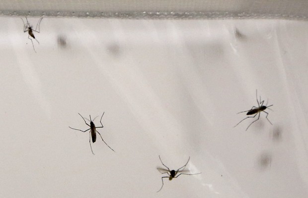 Mosquitos estudados pelos pesquisadores britânicos na análise sobre malária (Foto: Sang Tan/AP)