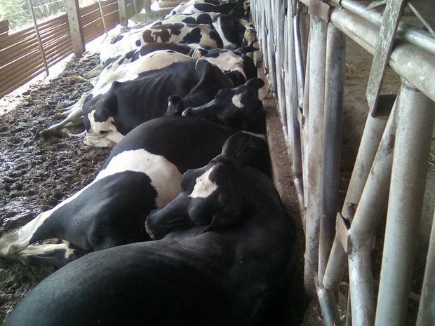 Vacas estavam na cocheira se alimentando quando tomaram choque (Foto: Graci Sperotto/Divulgação)