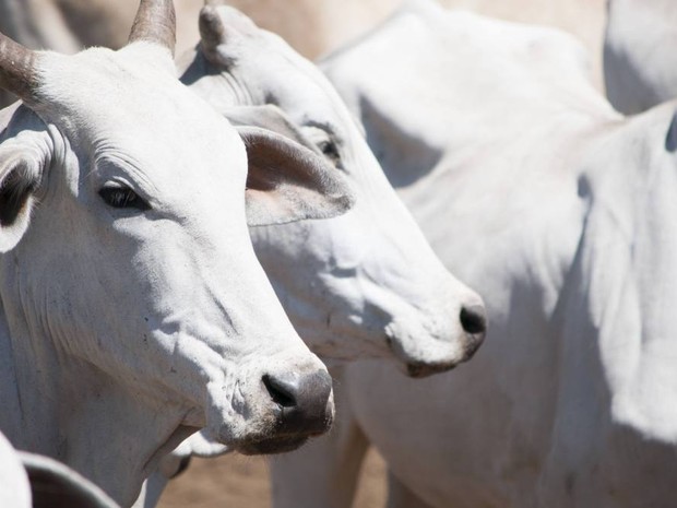 Cerca de 80 mil bovinos devem ser vacinados na Ilha do Bananal (Foto: Divulgação)