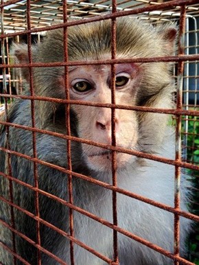 Macaco Fora Da Lei Que Virou Astro Do Facebook E Capturado Nos Eua Apos Tres Anos Em Fuga Mundo G1