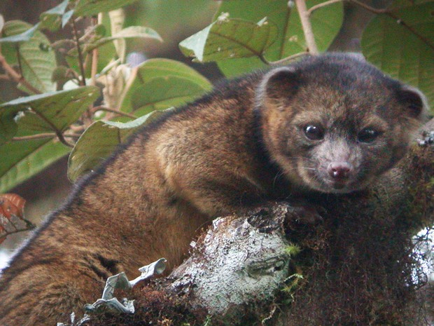 Olinguito é nova espécie de mamífero encontrada na América do Sul (Foto: Mark Gurney/Divulgação)
