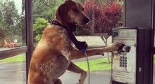 Com fotos inusitadas, cachorra se torna hit no Instagram; conheça (Maddie falando no telefone público (Foto: Reprodução/This Wild Idea))
