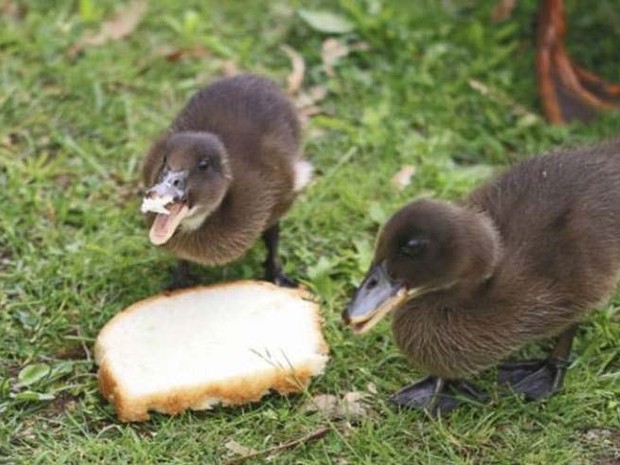 Jogar migalhas de pão prejudica a saúde do animal e interfere no ecossistema dos rios (Foto: ThinkStock/ BBC)