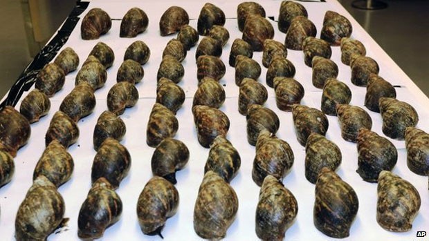 Sessenta e sete caramujos africanos gigantes foram apreendidos por autoridades dos EUA (Foto: AP)