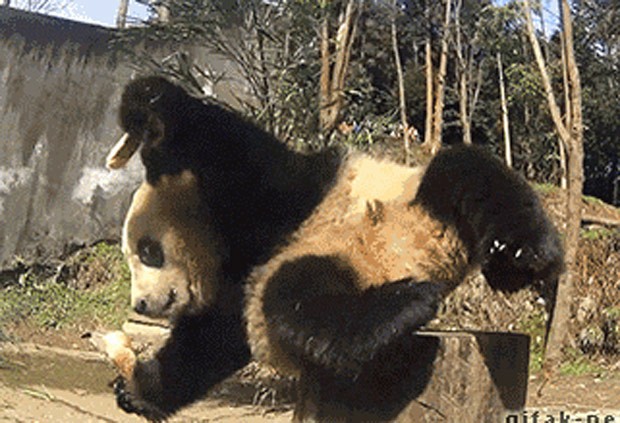 Panda gigante caiu ao tentar se alimentar sentado em tronco de árvore. (Foto: Reprodução/Reddit/Lets_get_hyyerr)
