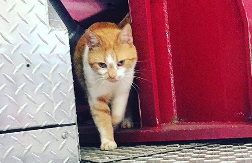 O gatinho Flame (Foto: @flamethearsoncat/Instagram)