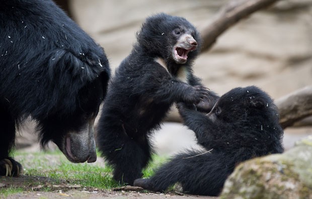 g1 observados por mãe filhotes de urso preguiça simulam briga em