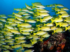 Peixes nas Ilhas Maldivas (Foto: Divulgação/VisitMaldives)