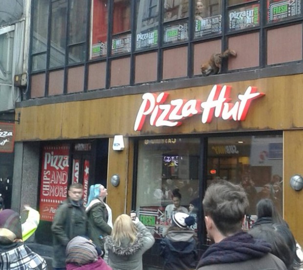 Raposa chamou atenção ao ser flagrada em uma pizzaria no centro de Glasgow (Foto: Reprodução/Twitter/The Teacakeman)