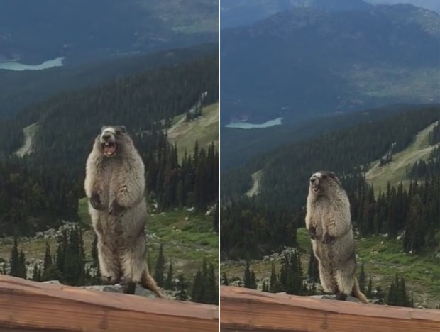 Marmota vira hit ao ser filmada 'gritando' em montanha no Canadá (Foto: Reprodução/YouTube/Lone Goat Soap Co.) Marmota vira hit ao ser filmada 'gritando' em montanha no Canadá (Foto: Reprodução/YouTube/Lone Goat Soap Co.)