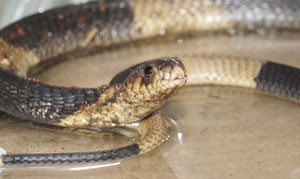 Mahinshah, de 19 anos, pagava entre R$ 37 e R$ 93 por picada (Foto: Foto arquivo/AP)