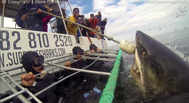 Dave Caravias registrou momento de pânico de turistas ao ficar cara a cara com tubarão branco (Foto: Reprodução/Facebook/Sharkbookings)