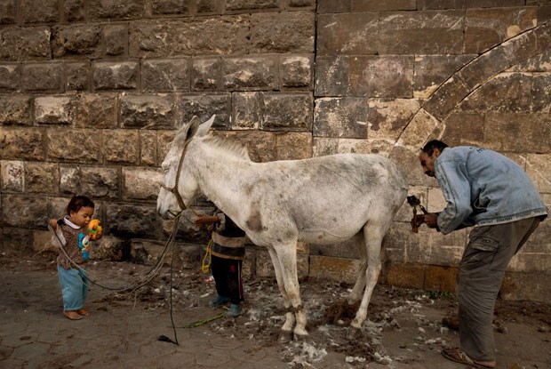 'Barbeiro de burro' leva cerca de 30 minutos para realizar o serviço (Foto: Maya Alleruzzo/AP)