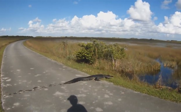 Ciclista se deparou com jacaré no meio de estrada enquanto pedalava em Shark Valley (Foto: Reprodução/YouTube/Gplnd)