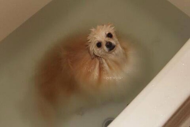 Cão de pelo longo parecia se 'dissolver' ao entrar em banheira na hora do banho (Foto: Reprodução/Imgur/Ambiguity)