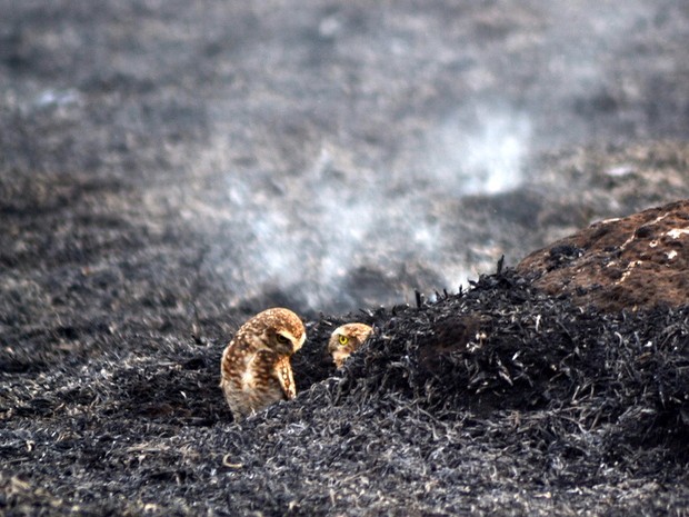 Fogo destrói 300 mil metros de pasto e mata na área do Instituto de Zootecnia em Nova Odessa (Foto: Juciel Antunes dos Santos/VC no G1)
