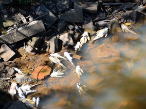 Mortandade de peixes ocorreu devido a queda do nível do rio em Amparo (Foto: Osni Machado/ PMA)