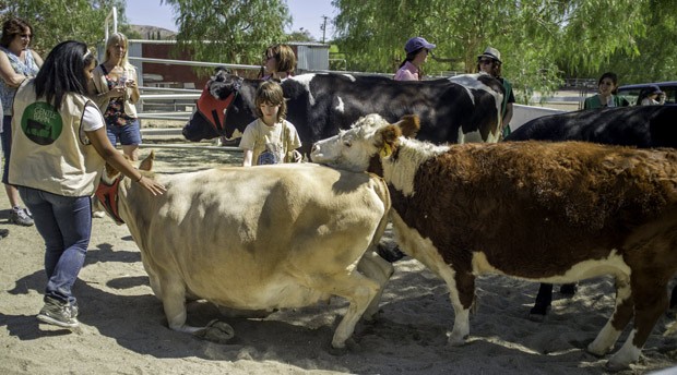 Visitantes brincam com vacas resgatadas por instituição. (Foto: AFP Photo/Joe Klamar)