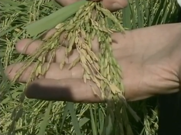 Cerca de 40% da plantação de arroz foi danificada no município (Foto: Reprodução/RBS TV)