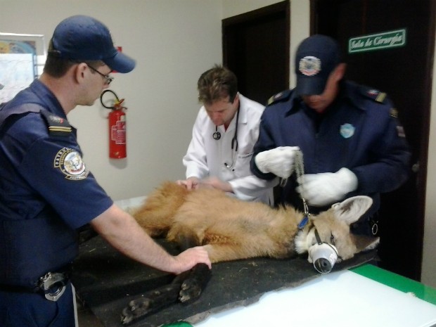 Animal foi encontrado em rodovia de Itararé (SP) (Foto: Giliardy  Freitas / TV TEM)