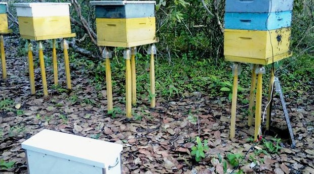 Apicultura Mel Ícones Linha Apicultura Processamento Mel