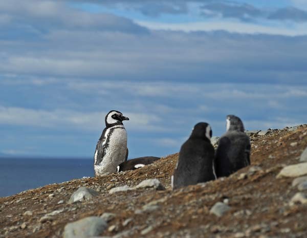 Pinguins de Magalhães podem durar até 25 anos (Foto: AFP PHOTO / VANDERLEI ALMEIDA) Pinguins de Magalhães podem durar até 25 anos (Foto: AFP PHOTO / VANDERLEI ALMEIDA)