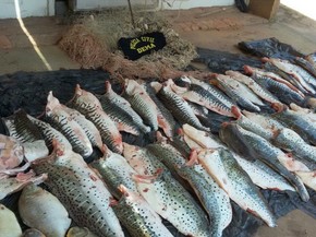 Mulher E Presa Com 168 Kg De Peixe Na Regiao Do Pantanal Em Mt Mato Grosso G1 Entre e conheca as nossas incriveis ofertas. g1 globo