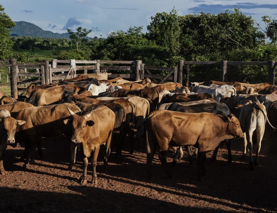 Fazenda de gado, no Pará. Estado tem o segundo maior rebanho do país (Foto: Filipe Redondo/ÉPOCA)