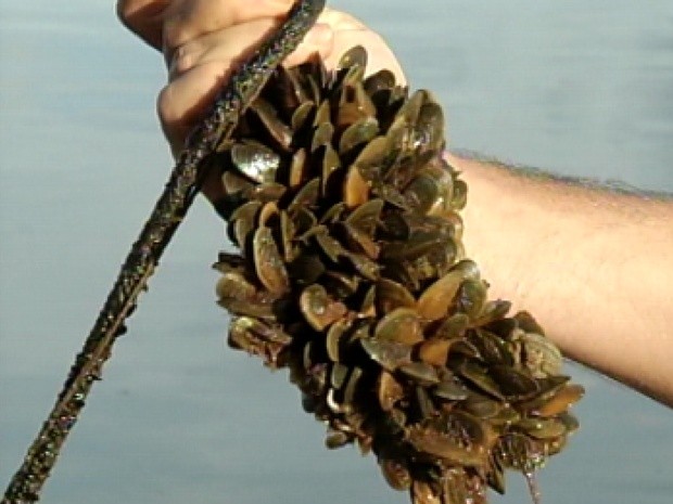 Mexilhão dourado atrapalha na produção de peixes em Ilha Solteira (Foto: Reprodução / TV Tem)
