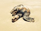 Dezenas de tartarugas são encontradas mortas no Litoral do RS