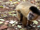 Macacos usam ferramentas de pedra no Brasil há 700 anos, diz estudo