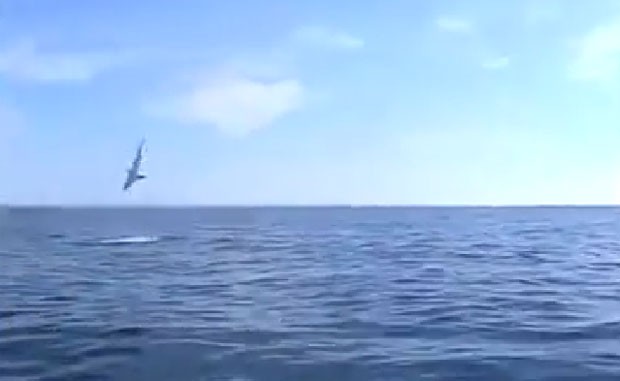Vídeo de salto incrível de tubarão vira hit na web (Foto: Reprodução/YouTube/Warren Stuckey)