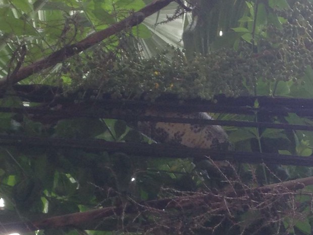 A jiboia de 2,15 metros estava no alto de um poste, escorada em uma árvore. O animal teria comido um gato da vizinhança (Foto: Luís Eduardo Castro/ Suipa) A jiboia de 2,15 metros estava no alto de um poste, escorada em uma árvore. O animal teria comido um gato da vizinhança (Foto: Luís Eduardo Castro/ Suipa)