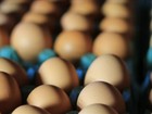 Bastos, em SP, produz 20 milhões de ovos por dia