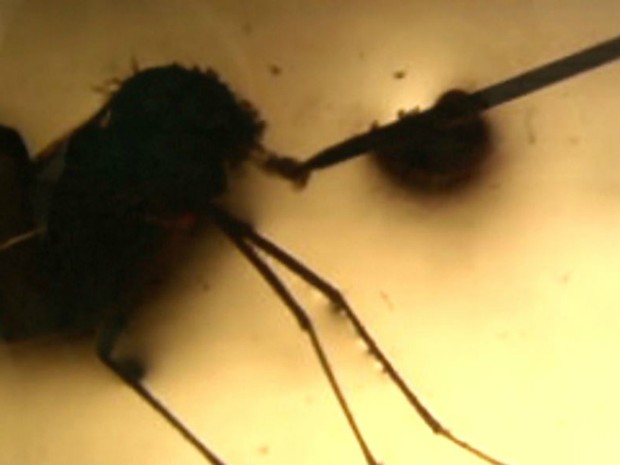 Pesquisadores extraíram saliva do mosquito Aedes aegypti e testaram em camundongos com inflamação intestinal (Foto: Antônio Luiz/EPTV) Pesquisadores extraíram saliva do mosquito Aedes aegypti e testaram em camundongos com inflamação intestinal (Foto: Antônio Luiz/EPTV)