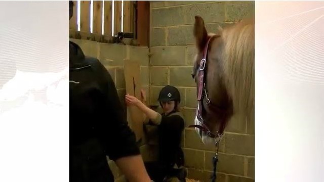 Estudo comprova que cavalos reagem a emoções humanas (Foto: Reprodução/BBC)