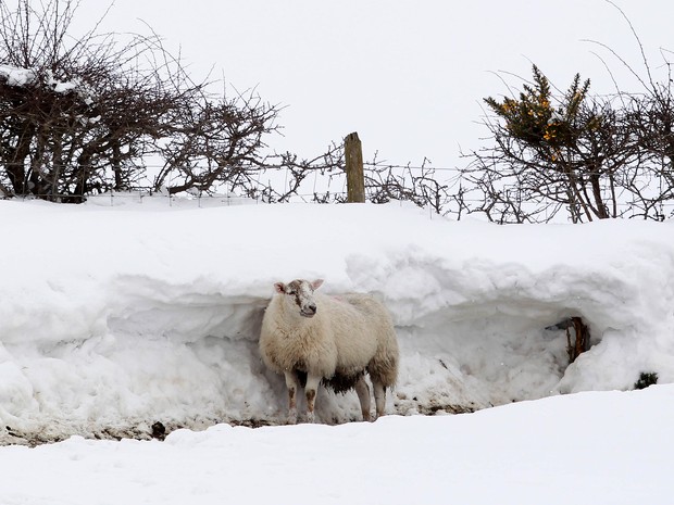 Exército está levando comida para alimentar animais isolados por conta da neve na Irlanda do Norte nesta terça-feira (26) (Foto: AFP PHOTO / PEDRO Muhly)
