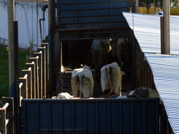 Bovinos já no corredor de abate do frigorífico Naturafrig em Rochedo (Foto: Anderson Viegas/Do G1 MS)