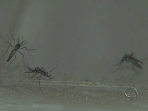 Mato Grosso do Sul registrou um grande aumento no número de casos de dengue em janeiro (Foto: Reprodução/TV Morena)