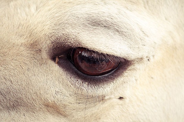 O olhar de um guanaco, um parente próximo da lhama (Foto: Oscar Ciutat/Creative Commons)