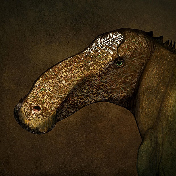 O focinho achatado do Probrachylophosaurus bergei, coberto com uma crista óssea (Foto: John Conway/cortesia)