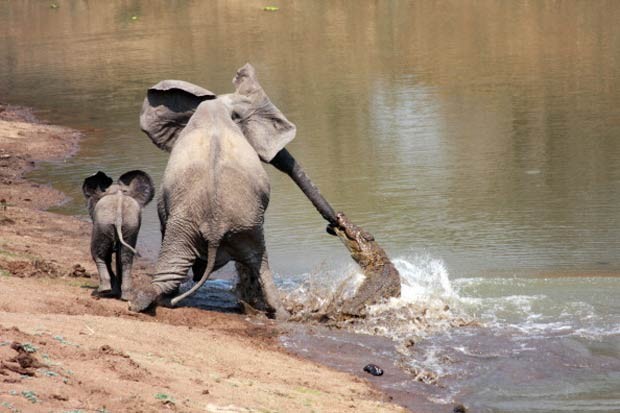 Em 2010, O fotógrafo Martin Nyfeler capturou o exato momento em que um crocodilo mordeu a tromba de uma elefanta quando ela tomava água em um rio no Parque Nacional de South Luangwa, em Zâmbia. Após lutar, a elefanta, que estava com seu filhote, conseguiu se soltar do ataque do réptil. (Foto: Martin Nyfeler/Barcroft Media/Getty Images)