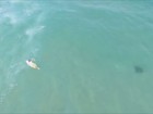 Drone flagra surfista ao lado de raia em praia de Guarujá; veja o vídeo