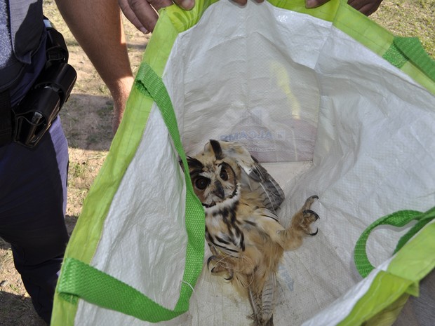 Coruja-da-igreja encontrada em Jundiaí nesta quinta-feira (Foto: Divulgação)