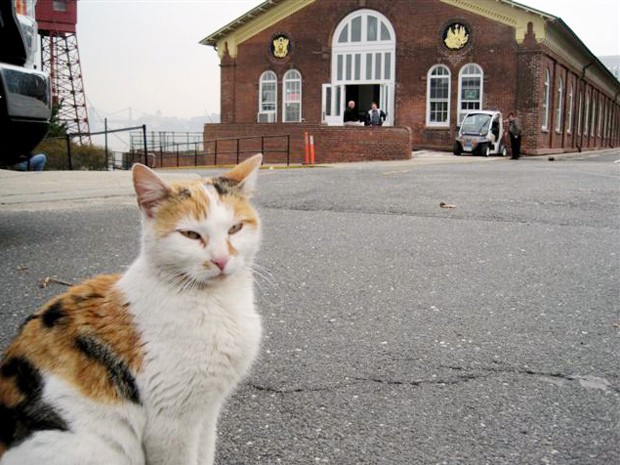 O gato que teria nadada uma milha até a ilha (Foto: AP)