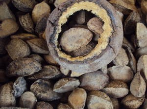 O cheiro da Castanha do Pará está na categoria dos adocicados, que também são marcantes. (Foto: Thais Rezende/G1 PA)