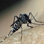 Dengue faz 1ª morte de 2015 na cidade de SP (reprodução TV Globo)