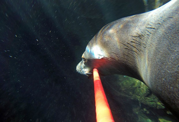 Leão-marinho segura pau de selfie e faz 'autorretrato' em aquário nos EUA (Foto: Hugh Ryono/Aquarium of the Pacific/AP)