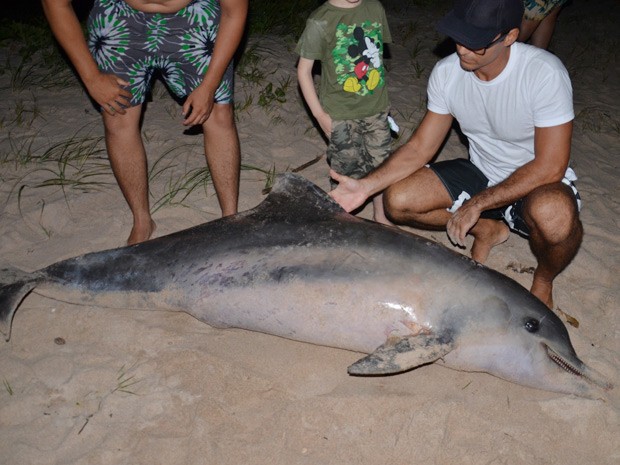 golfinho, morto, intermares, rede, pesca (Foto: Walter Paparazzo/G1)